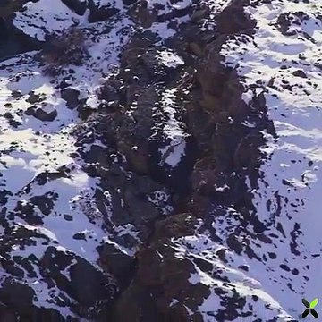 Снежный барс жертвует, чтобы поймать барана