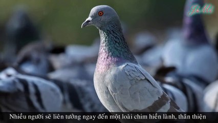 Những Lần Thảm Bại Trước Kẻ Thù Mà Bồ Câu Không Ngờ Tới