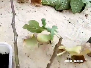 طرق زراعة واستنبات عقل الاشجار