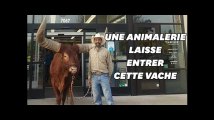 Une vache de 725 kilos dans une animalerie au Texas