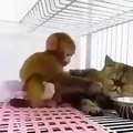 Ce singe joue avec un chat. A mourir de rire !