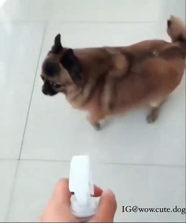 Voici ce que fait un chien pas comme les autres lorsqu'on l'asperge d'eau. Hilarant !