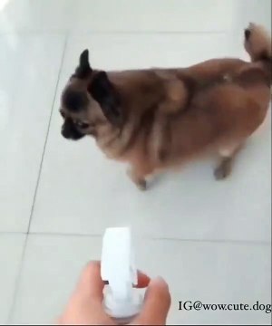 Voici ce que fait un chien pas comme les autres lorsqu'on l'asperge d'eau. Hilarant !