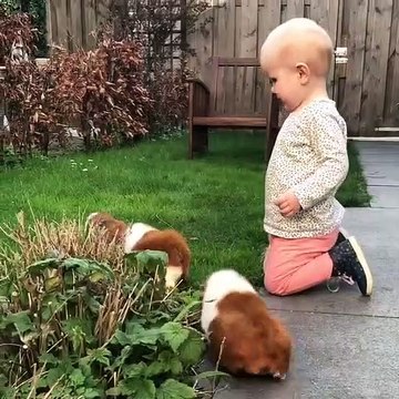 Quand un bébé joue avec des cochons d'Inde. Adorable !