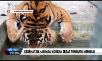 Kesehatan Harimau Sumatera Korban Jerat Pemburu Membaik