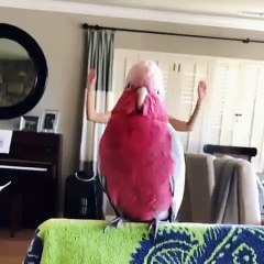 Vous aussi vous pourriez faire ça avec votre oiseau. Trop drôle !