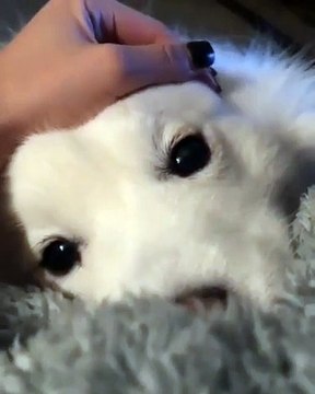 Cette vidéo de ce magnifique chien va vous donner des frissons !