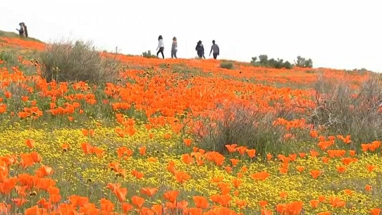 دشت گلها در کالیفرنیا