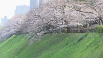 I ciliegi sono in fiore a Tokyo