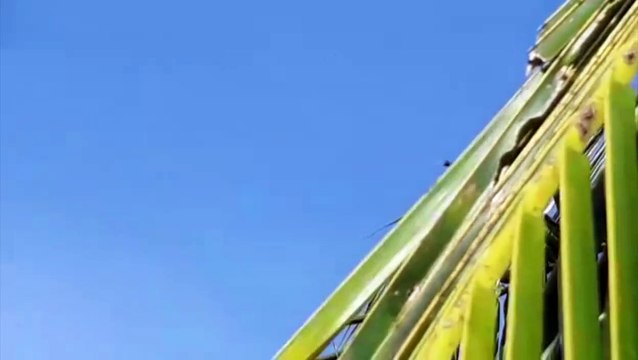 Vídeo: FAB intercepta avião e força pouso