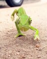 Ce lézard danse le 