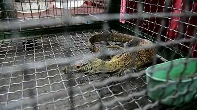 Animais apreendidos na Indonésia