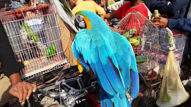 Sunday Birds Market in Karachi Jan-13-2019