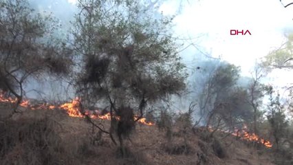 Karabük'te Orman Yangını