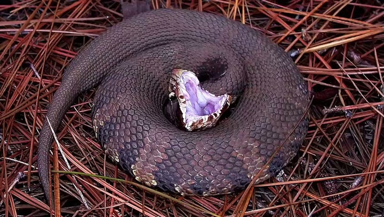 Snake Bite in dream -  Dreaming of Snake Bite - Meaning  Interpretation