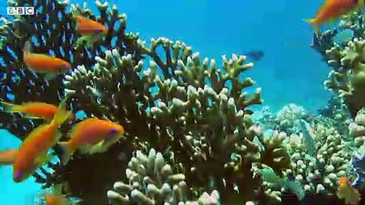 The Incredible Sea Life of the Red Sea Coral Reef