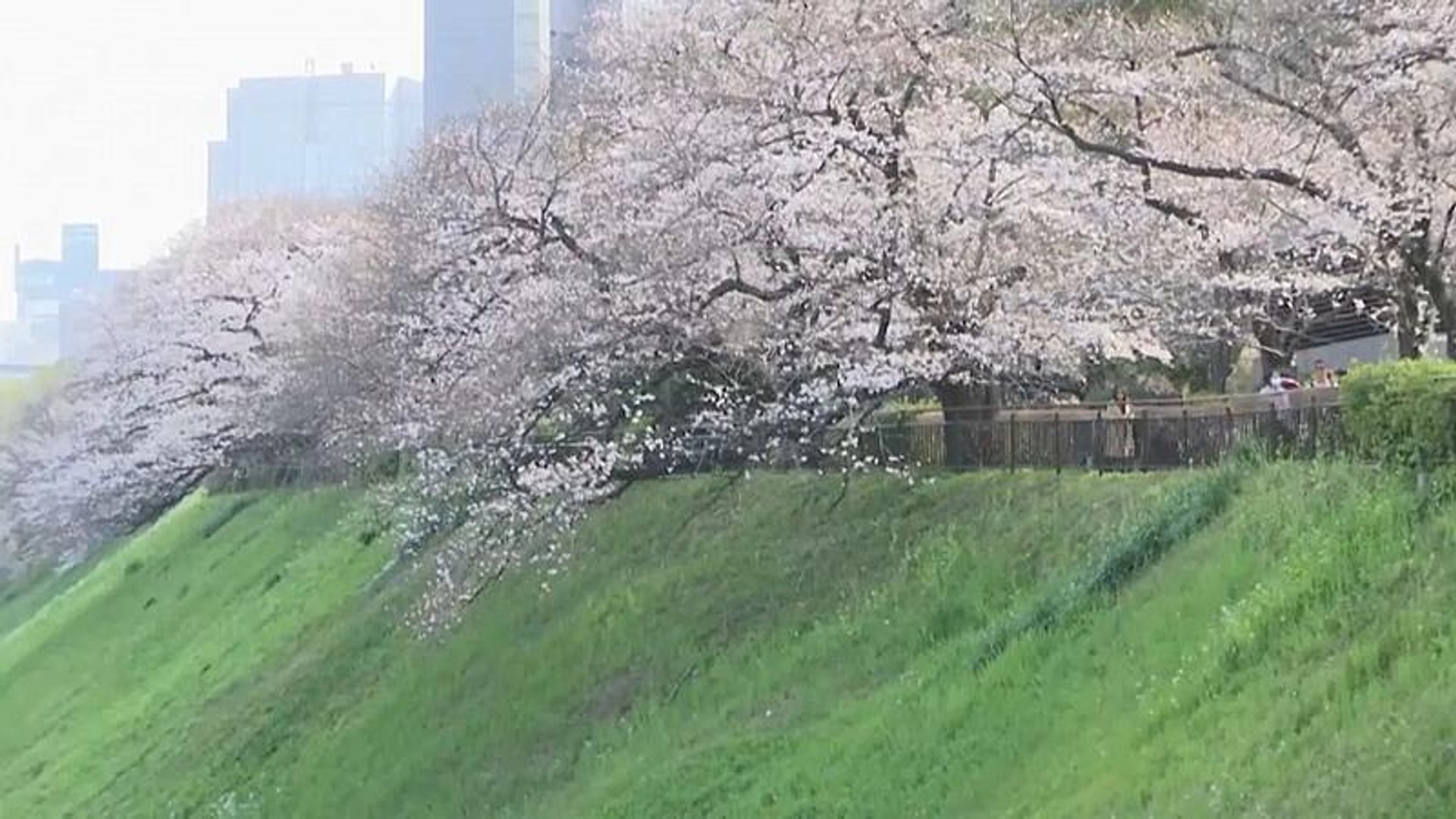 شاهد تفتح أزهار الكرز في اليابان إيذانا بدخول فصل الربيع فيديو