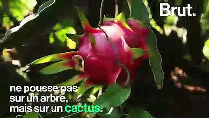 Le "fruit du dragon", un fruit très apprécié à manger avec modération