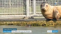Côte d'Opale : aux petits soins pour les phoques