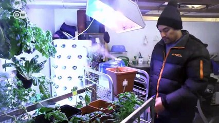 Growing greens in the Arctic | DW Documentary