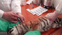 Tiger cub becomes crybaby on getting his first injections at Chinese zoo