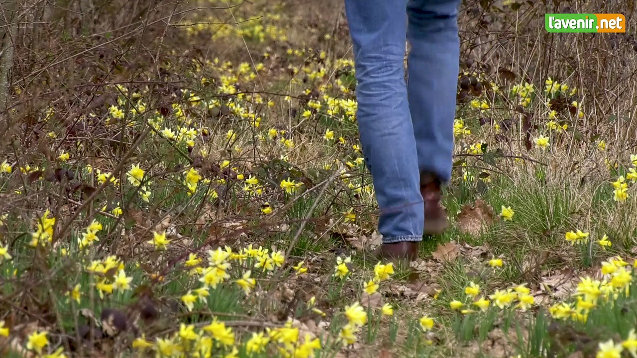 L'Avenir - Cueillette des jonquilles