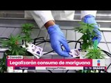 Canadá legaliza mariguana ¿Cuánto subirán las ventas de cannabis? | Noticias con Yuriria