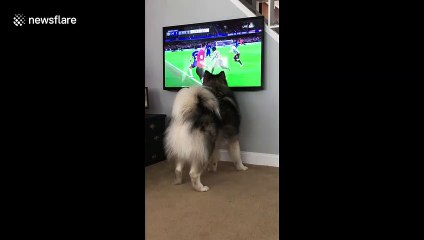 Dog tries to catch the football during a game of soccer on the TV
