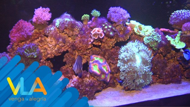 ¿Qué son y cuál es la función de los corales? | Venga la Alegría