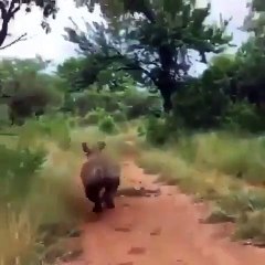 Incroyable ! Ce rhinocéros orphelin comprend tout ce qu'on lui dit !