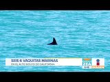 Quedan 6 vaquitas marinas en el mundo | Noticias con Francisco Zea