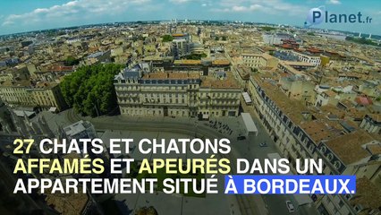 27 chats retrouvés affamés dans un appartement à Bordeaux