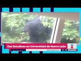 ¡Oso estudioso en Universidad de Nuevo León! Captan a oso estudiando | Noticias con Yuriria