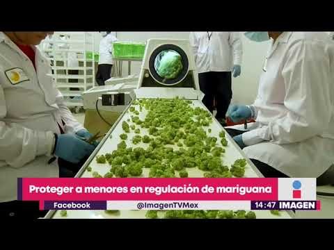 Para legalizar la mariguana, hay que proteger a niños y adolescentes | Noticias con Yuriria