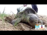 Sinaola y Sonora incrementan esfuerzos para proteger a tortugas marinas | Noticias con Zea