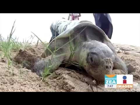 Sinaola y Sonora incrementan esfuerzos para proteger a tortugas marinas | Noticias con Zea