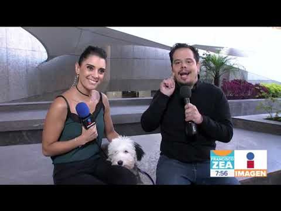 Cómo abrigar a tus perros y cuidarlos del frío | Noticias con Zea