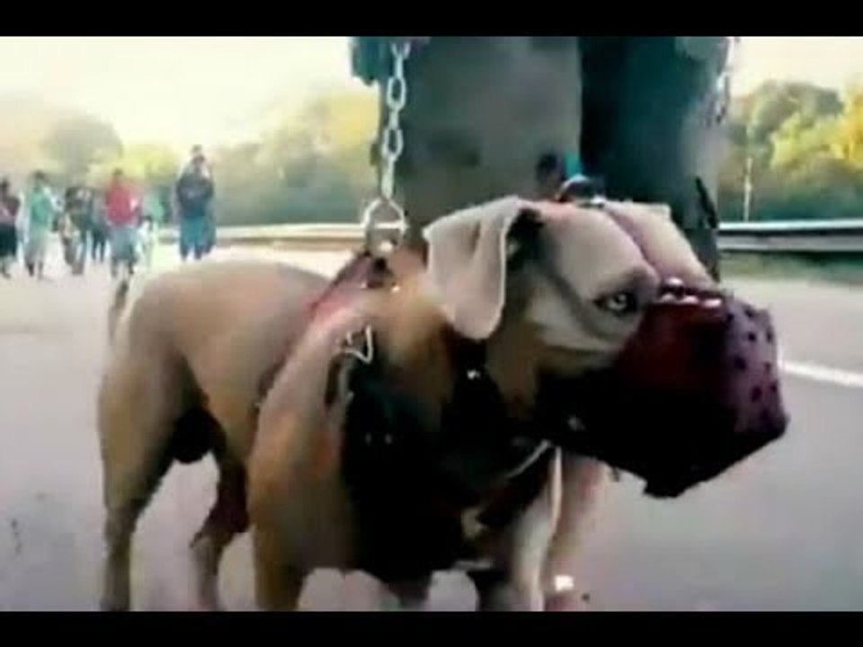 "Bolillo", el hermoso perro que va en la Caravana Migrante | Noticias con Yuriria