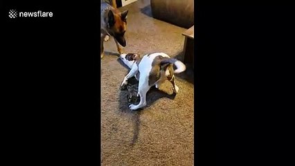 Deployed soldier sends his rescue dogs his old t-shirt so they remember him