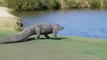 Golf : Aux États-Unis, cet alligator géant interrompt une partie de golf