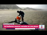 145 ballenas mueren misteriosamente varadas en una playa | Noticias con Yuriria