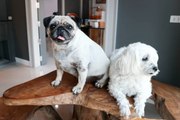 Study Says Owners Shape Their Dog's Personalities