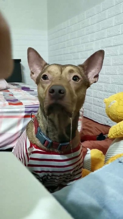 Doggy Drools Over Owner's Meal