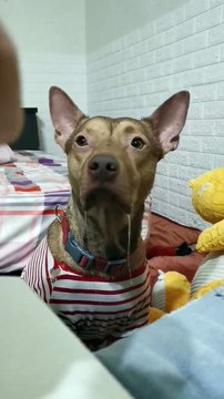 Doggy Drools Over Owner's Meal