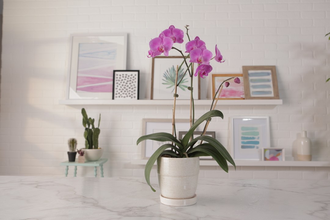 How to Repot an Orchid
