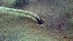 Un plongeur australien filme un impressionnant ver sous-marin - Spoon Worm