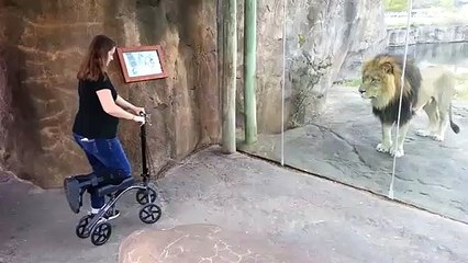 Ce lion semble très intéressé par la trottinette