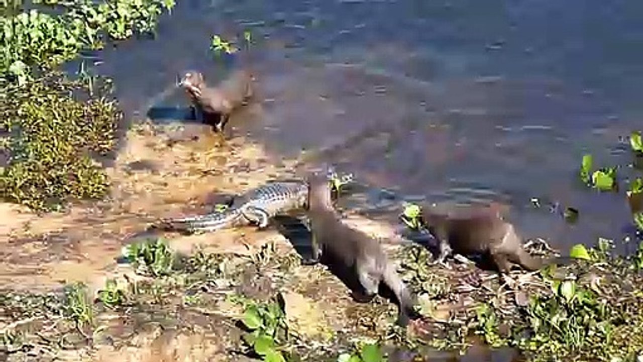 Ces loutres géantes n'ont pas peur des crocodiles...