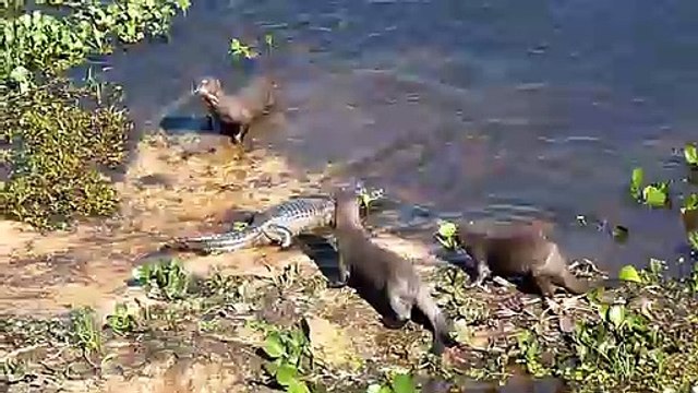 Ces loutres géantes n'ont pas peur des crocodiles...