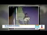 ¡Ni las mascotas se salvan! Se roban a perro en Puebla | Noticias con Francisco Zea
